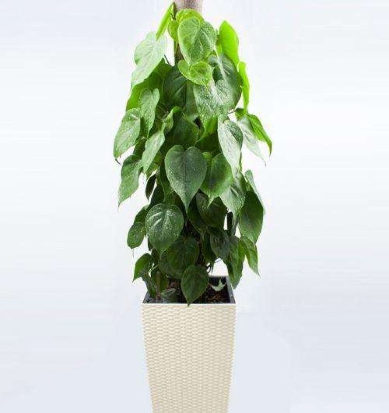 室内大型绿植盆栽低价供应