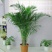 室内大型绿植盆栽低价供应