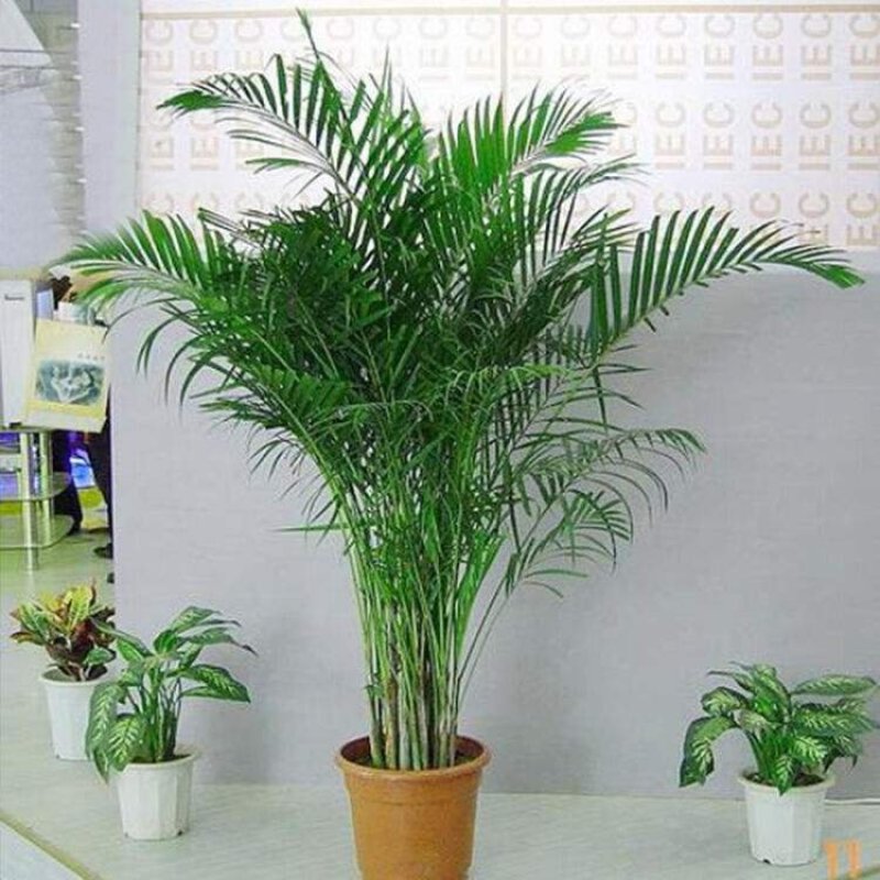 室内大型绿植盆栽低价供应