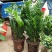 室内大型绿植盆栽低价供应