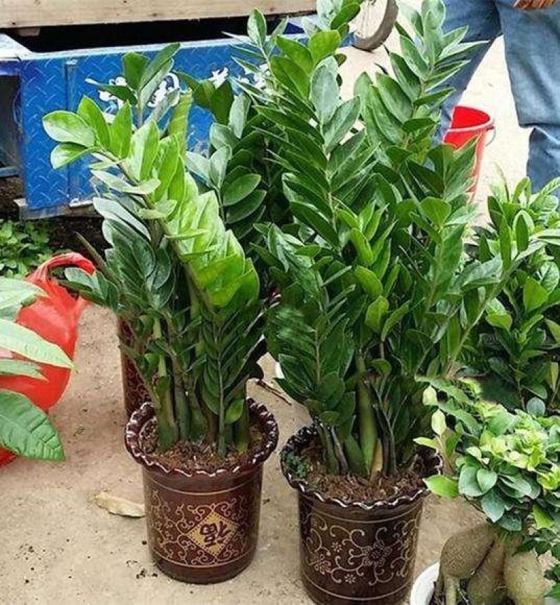 室内大型绿植盆栽低价供应