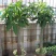 室内大型绿植盆栽低价供应