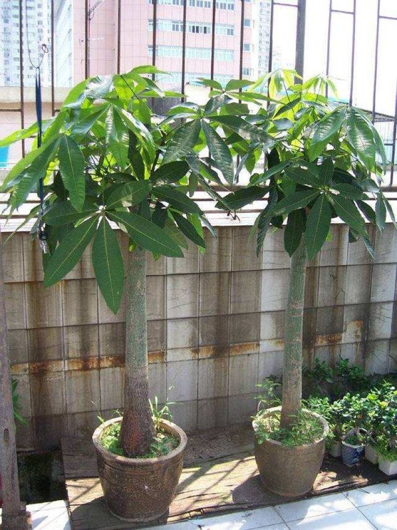 室内大型绿植盆栽低价供应