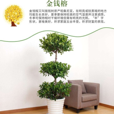 室内大型绿植盆栽低价供应