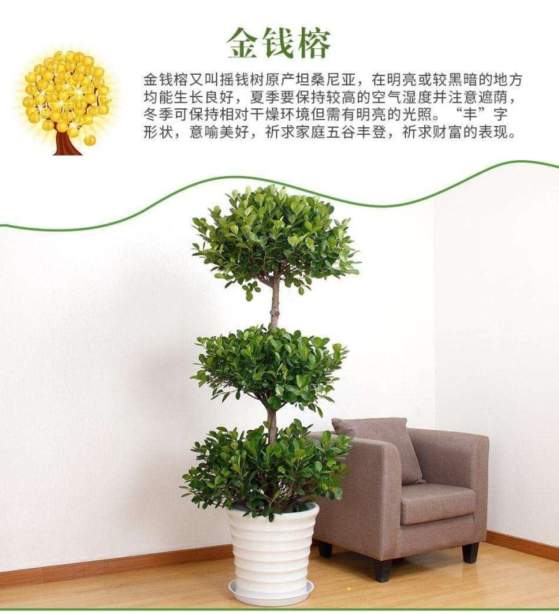 室内大型绿植盆栽低价供应
