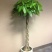 室内大型绿植盆栽低价供应