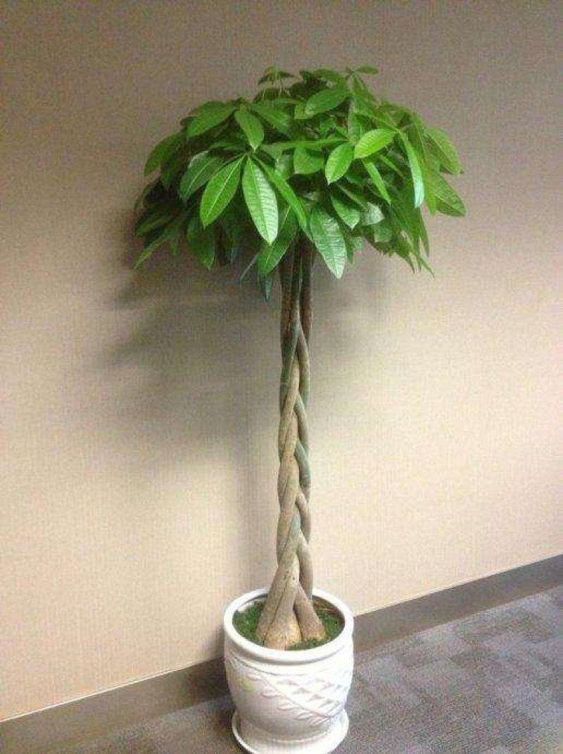 室内大型绿植盆栽低价供应
