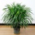 室内大型绿植盆栽低价供应