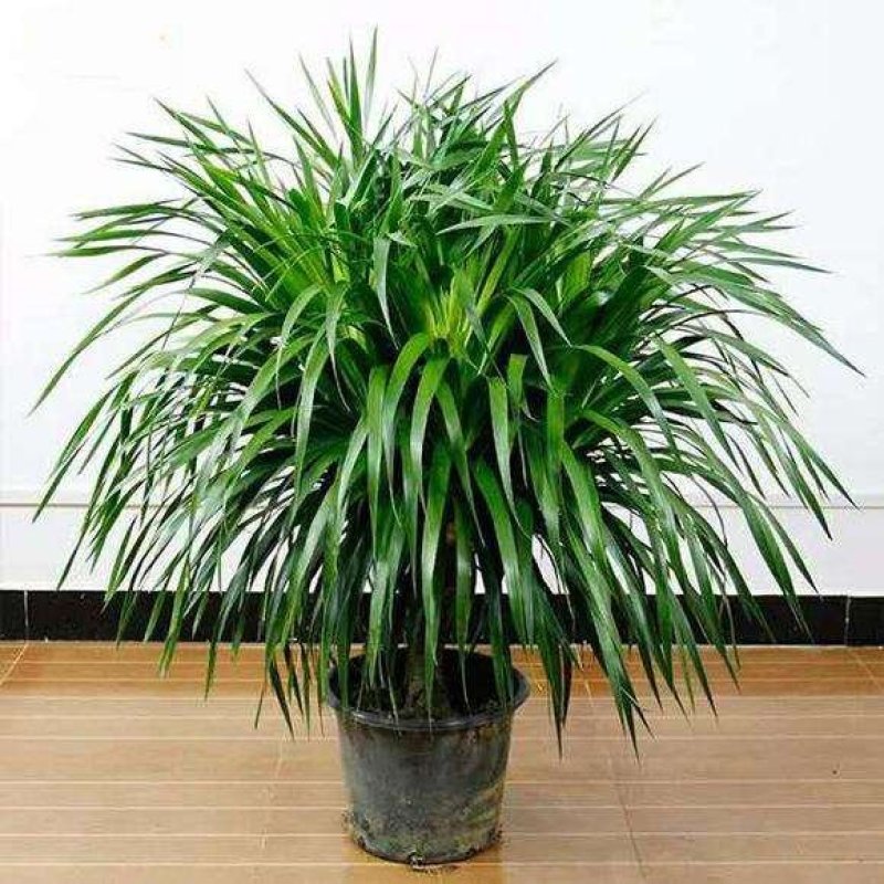 室内大型绿植盆栽低价供应