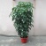 室内大型绿植盆栽低价供应