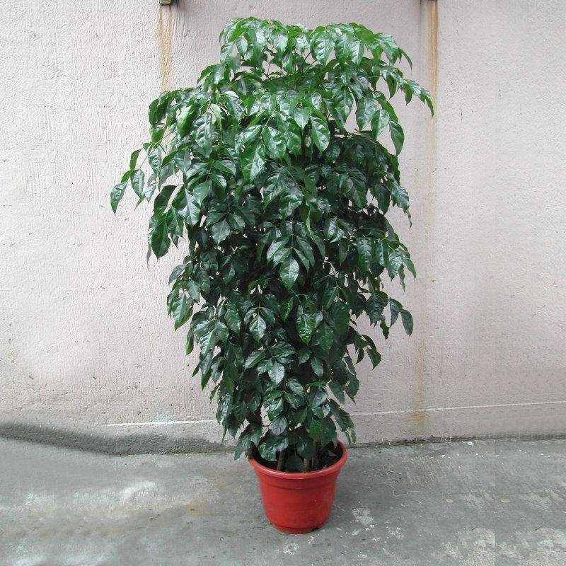 室内大型绿植盆栽低价供应