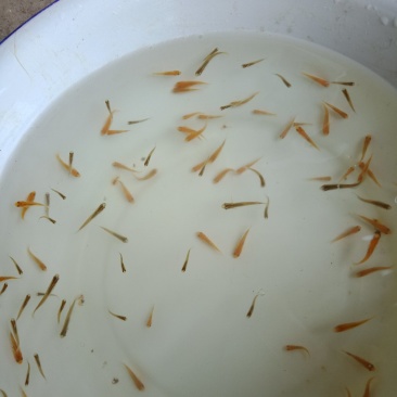 官方认证鲤鱼，质量好，数量足。量大从优，欢迎咨询