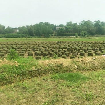 马尼拉草皮低价出售