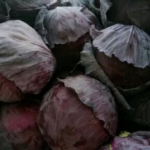 紫甘蓝大量上市产地直发保证质量个头均匀