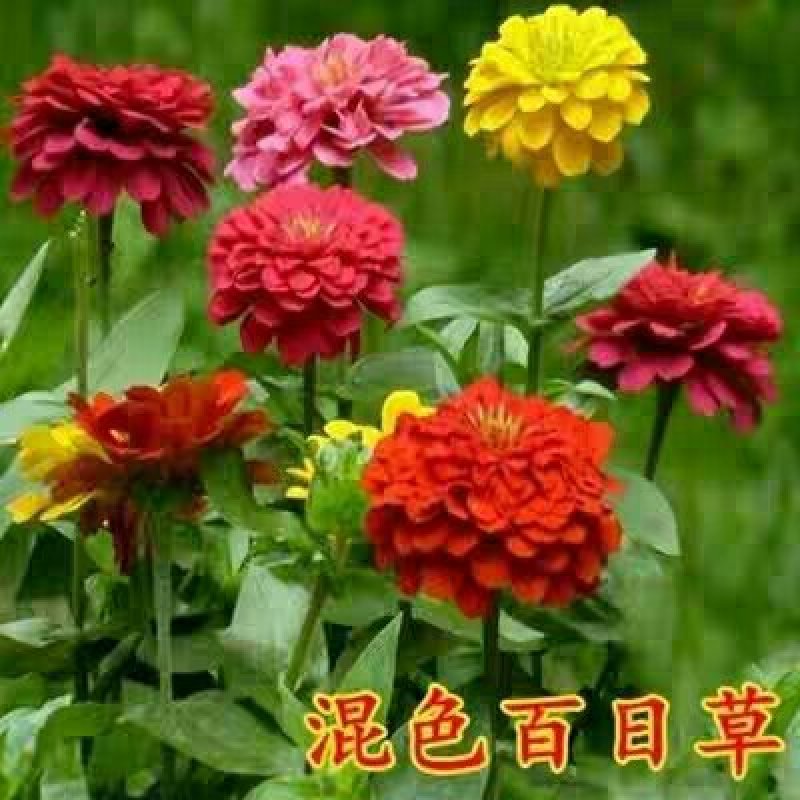 百日草种子花卉种子开花早花期长易种植花大颜色鲜丽亩用7斤