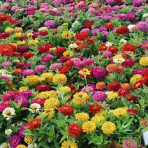 百日草种子花卉种子开花早花期长易种植花大颜色鲜丽亩用7斤