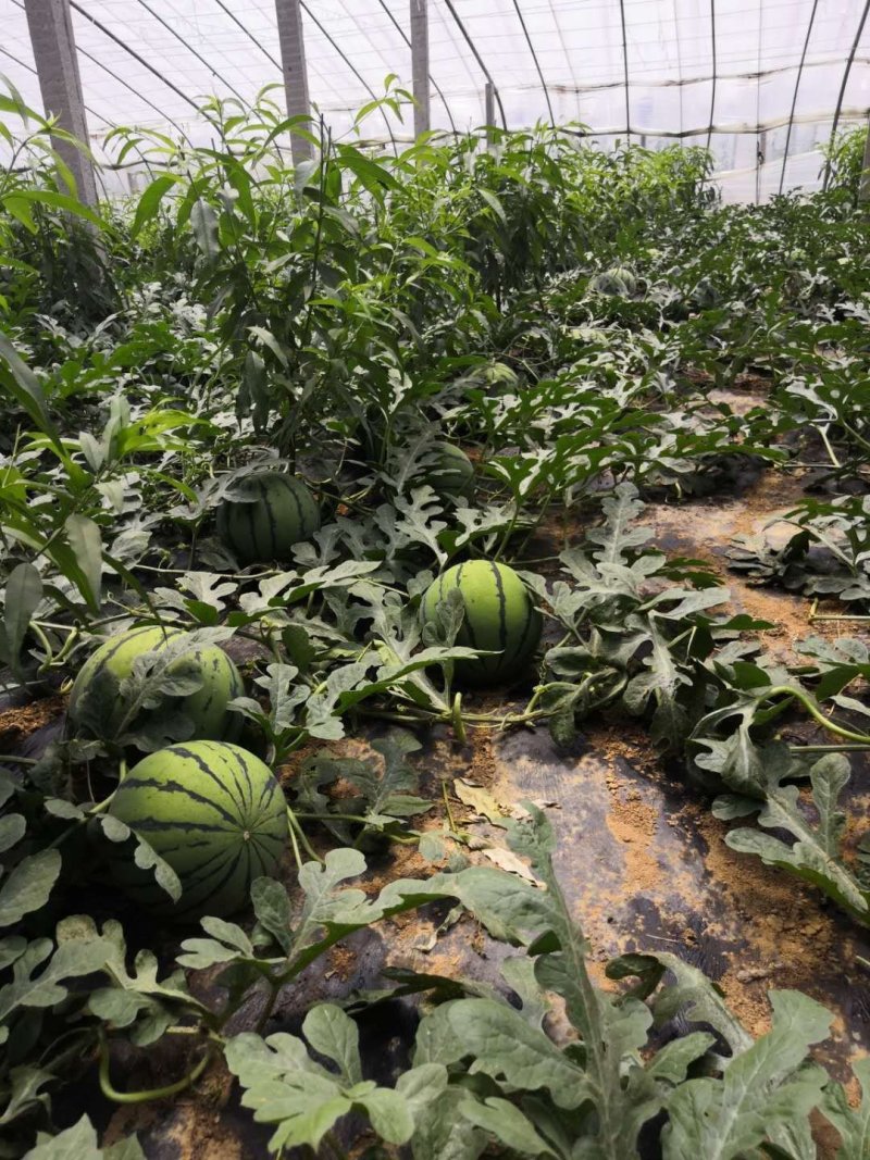 山东头岔大西瓜大量上市甜度很好