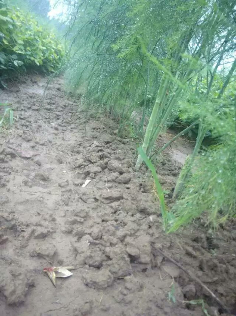 芦笋苗高产绿芦笋种根多年生保成活现货品质好基地直供2年