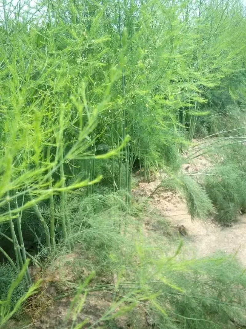 芦笋苗高产绿芦笋种根多年生保成活现货品质好基地直供2年