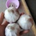 精品干大蒜