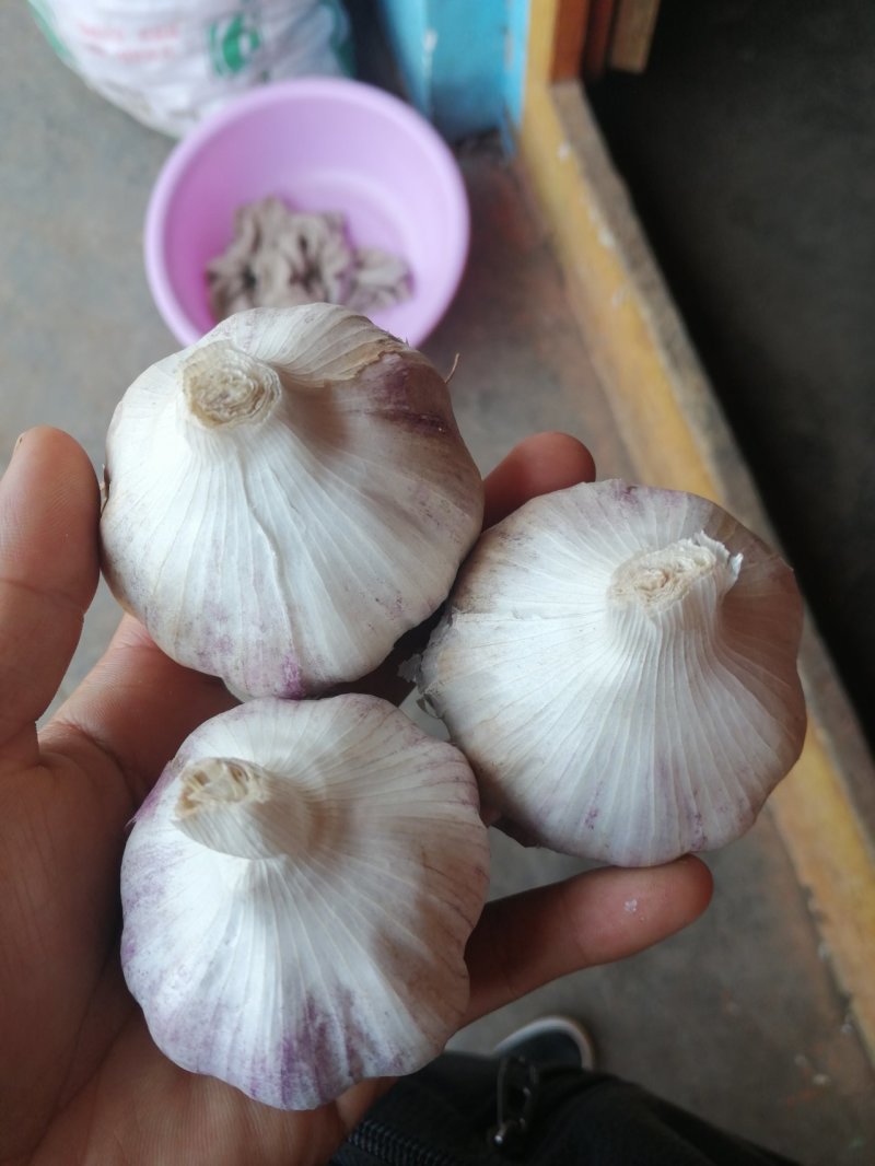 精品干大蒜