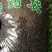 中药材荜澄茄山胡椒木姜子无硫干货一公斤起