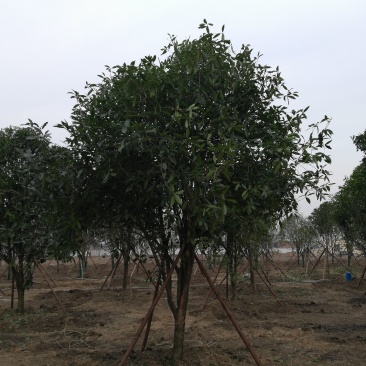 河南省新乡市自有精品桂花树基地，品种全，可以提供发票