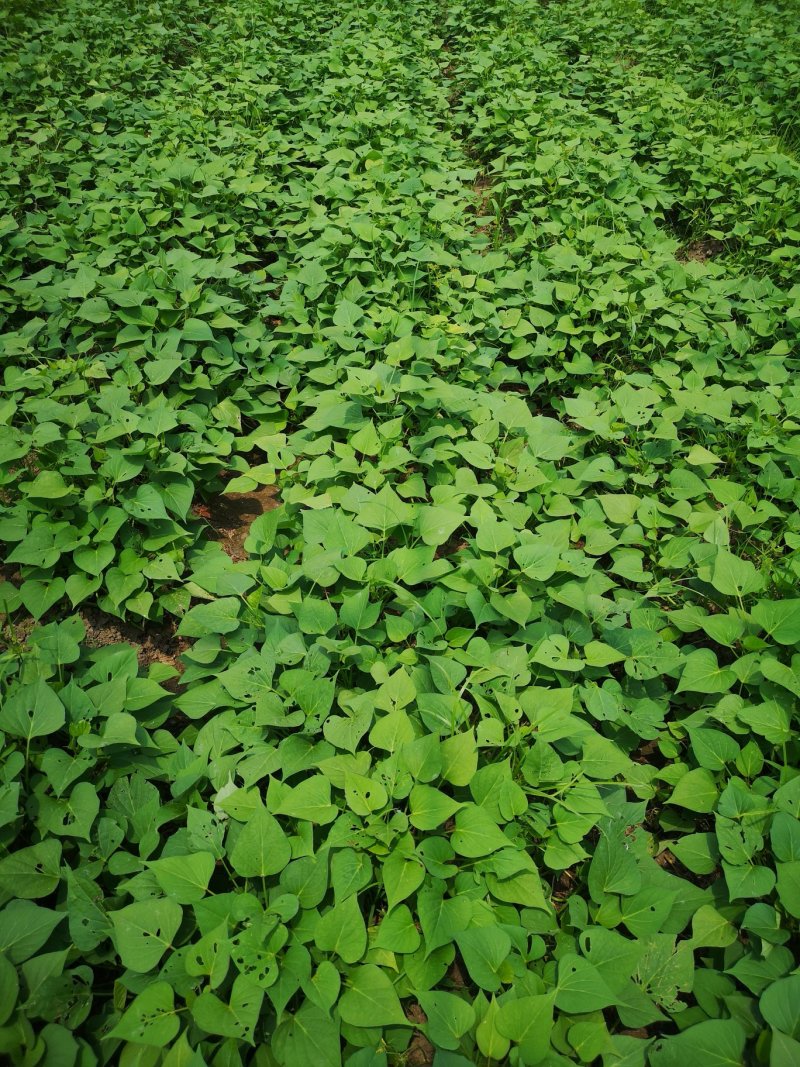 红薯苗