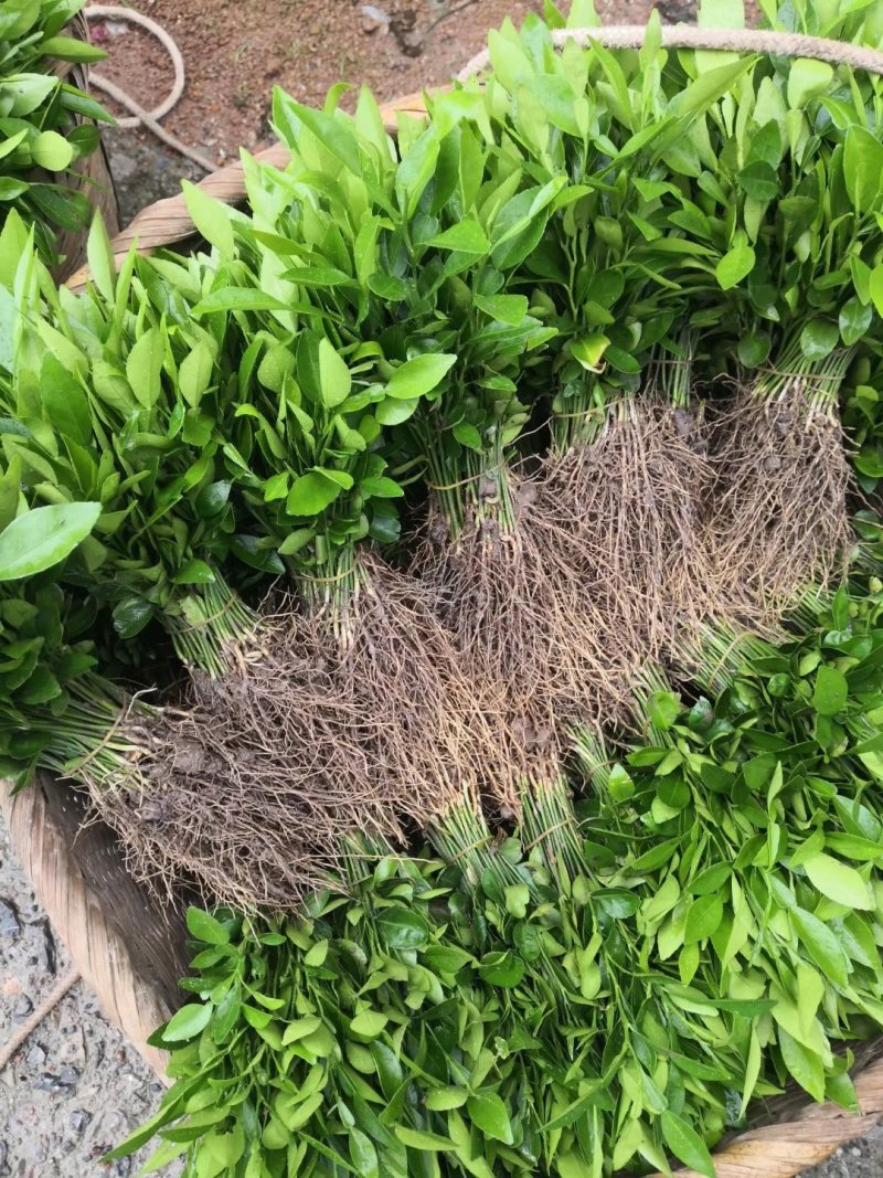 长叶软枝香橙苗，香橙苗基地直发品种保证欢迎来电订购