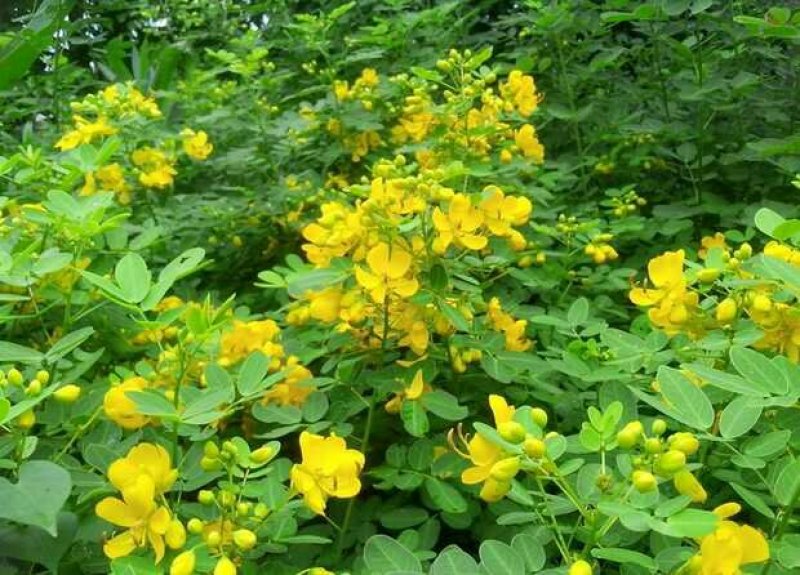 堤坝护坡灌木植物决明子种子马蹄决明钝叶决明假绿豆草