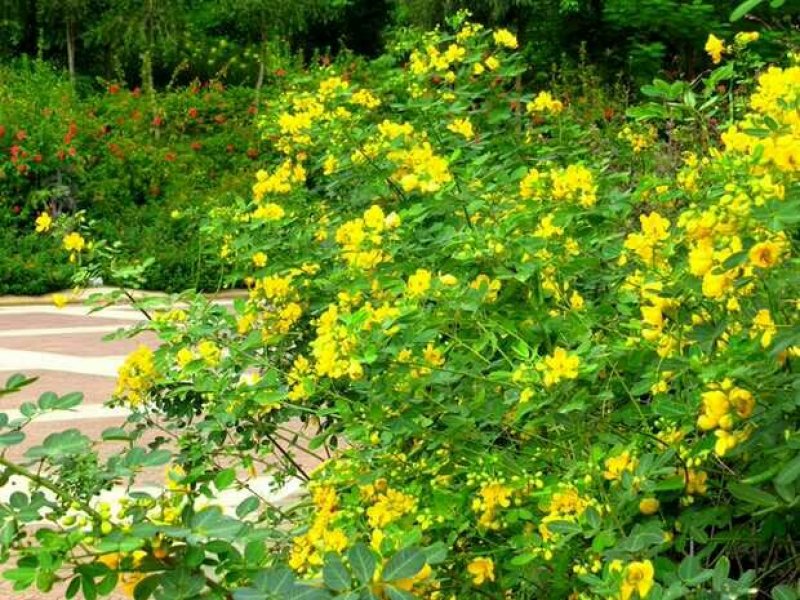 堤坝护坡灌木植物决明子种子马蹄决明钝叶决明假绿豆草