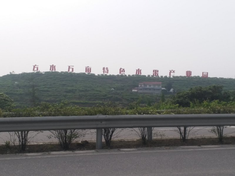 【桃】绵阳精品毛桃现摘现发可视频看货口口香甜