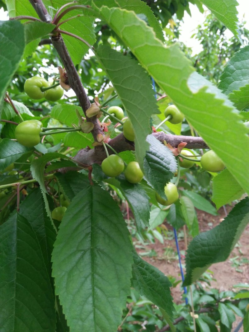 天水大樱桃