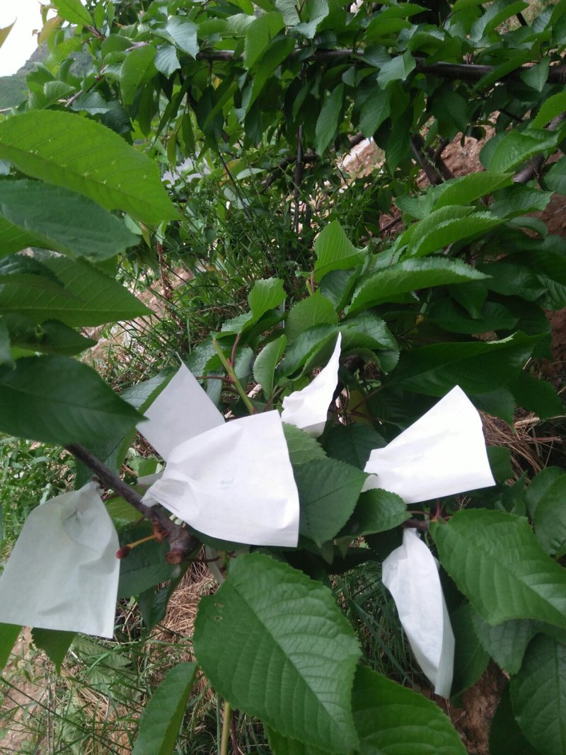 天水大樱桃