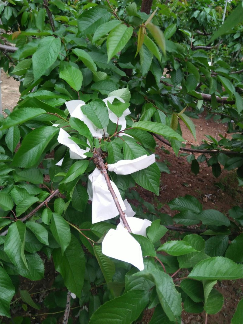 天水大樱桃