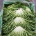 精品苦菊批发苦菊大量上市高端品质货量巨大日供万斤以上