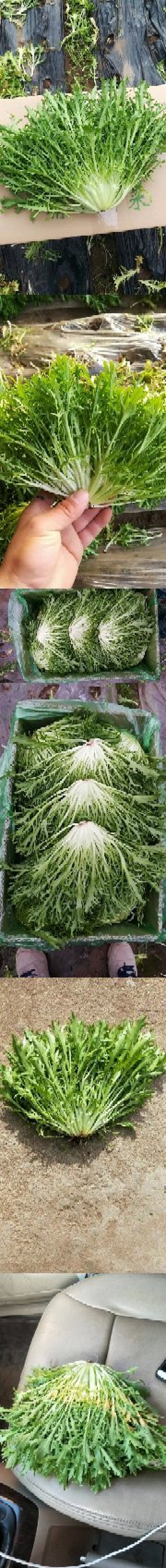 精品苦菊批发苦菊大量上市高端品质货量巨大日供万斤以上