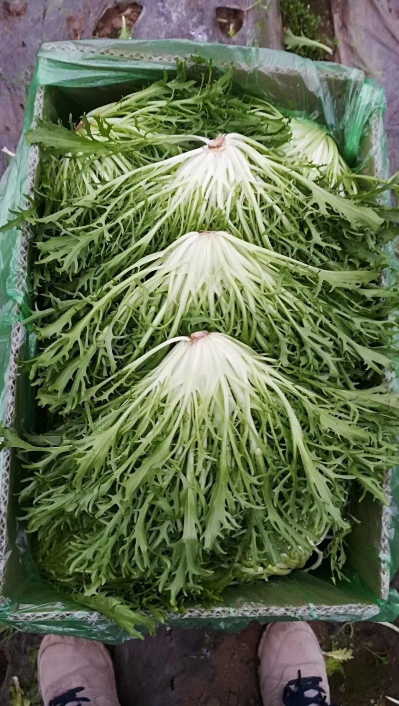 精品苦菊批发苦菊大量上市高端品质货量巨大日供万斤以上