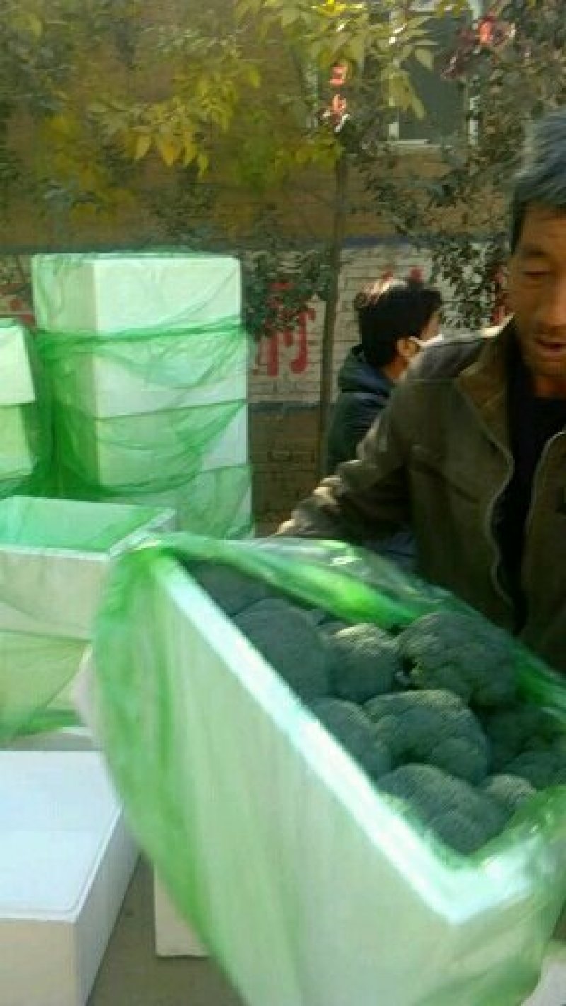 耐寒优秀西兰花炎秀西兰花0.8-1.2斤，大量上市中