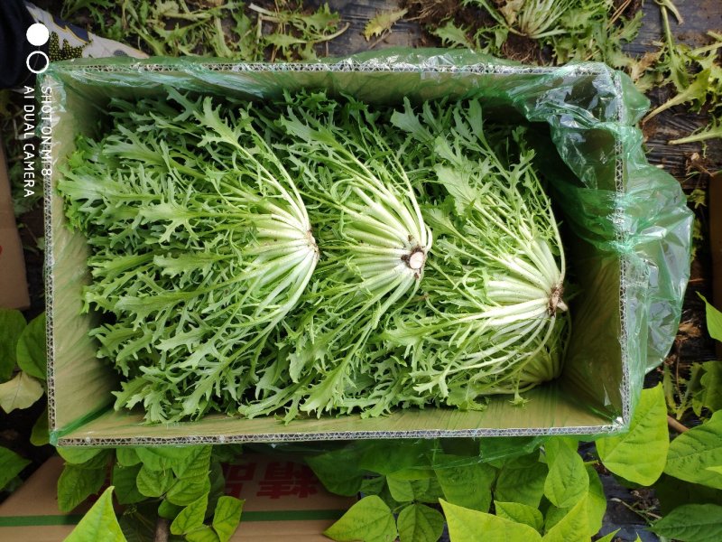 精品苦菊批发苦菊大量上市高端品质货量巨大日供万斤以上