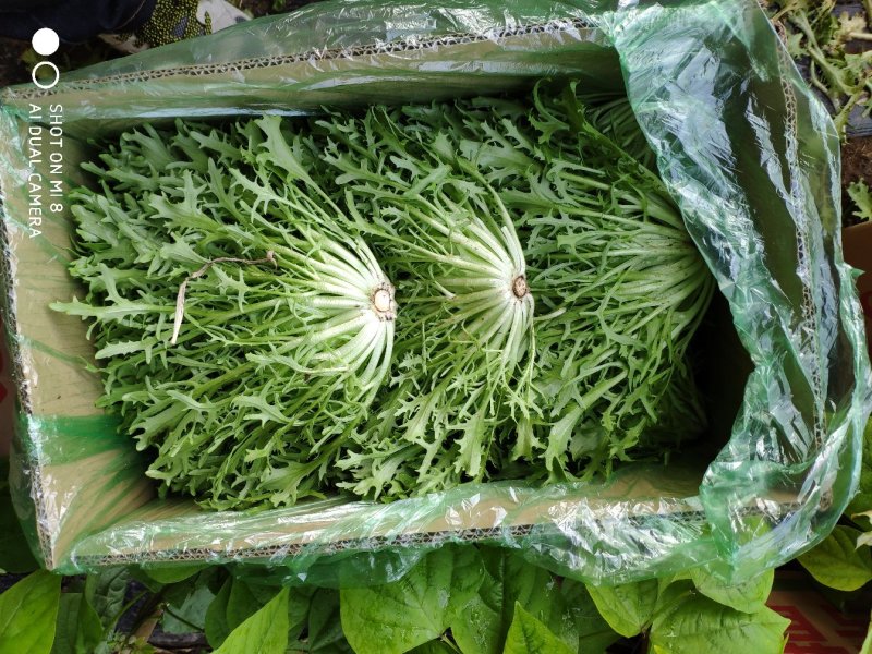 精品苦菊批发苦菊大量上市高端品质货量巨大日供万斤以上