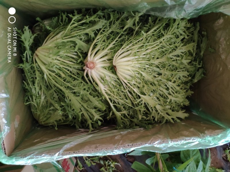 精品苦菊批发苦菊大量上市高端品质货量巨大日供万斤以上
