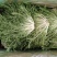 精品苦菊批发苦菊大量上市高端品质货量巨大日供万斤以上