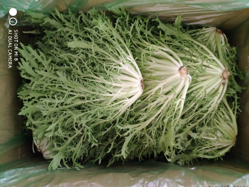 精品苦菊批发苦菊大量上市高端品质货量巨大日供万斤以上