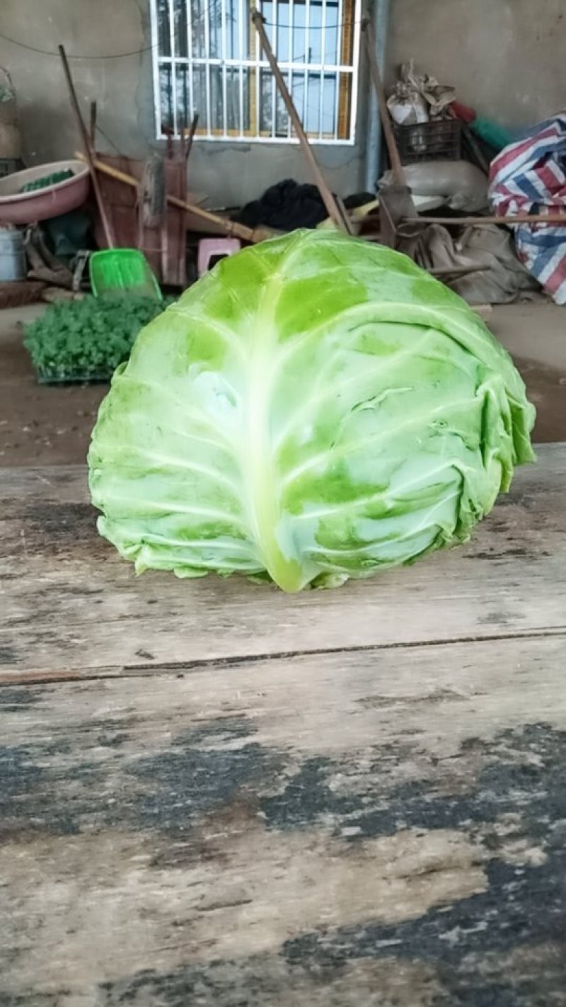 牛心甘蓝大量上市