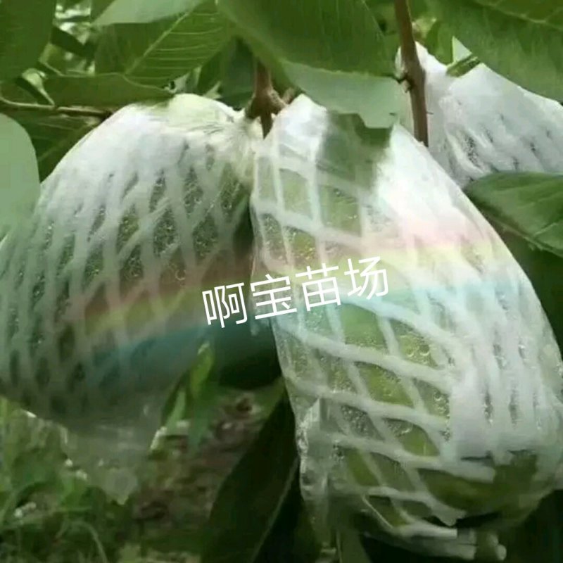 【1棵起批】台湾品种木瓜无核芭乐嫁接苗芭乐苗无籽