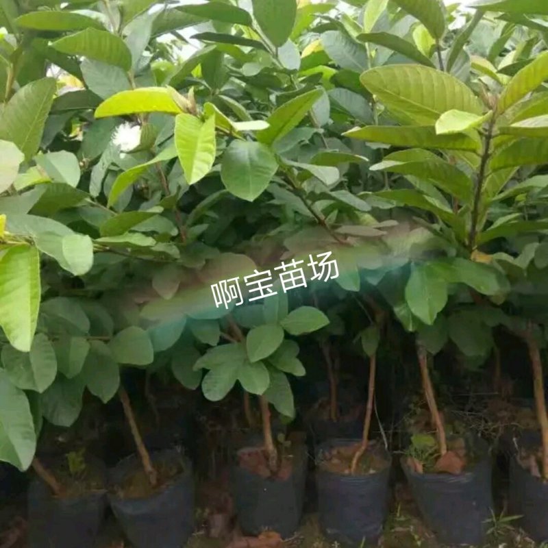 【1棵起批】台湾品种木瓜无核芭乐嫁接苗芭乐苗无籽