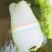 【1棵起批】台湾品种木瓜无核芭乐嫁接苗芭乐苗无籽