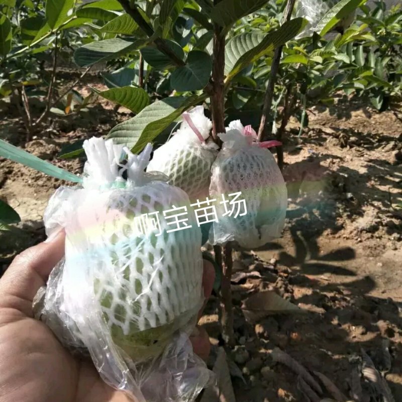 【1棵起批】台湾品种木瓜无核芭乐嫁接苗芭乐苗无籽