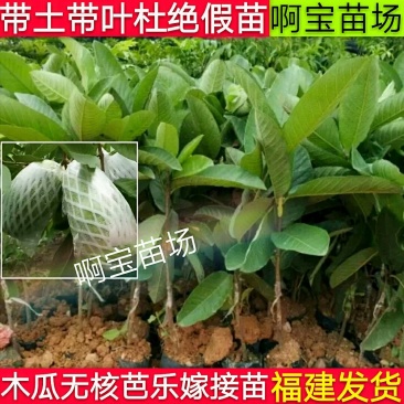 【1棵起批】台湾品种木瓜无核芭乐嫁接苗芭乐苗无籽